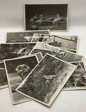 Vintage postcards bird for sale  NORTHAMPTON