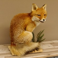 Fuchs rotfuchs sitzend gebraucht kaufen  Nagel