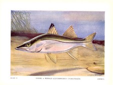 Sergente snook fish usato  Spedire a Italy