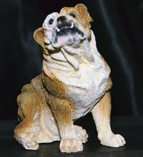 Bulldog for sale  Euless