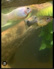 Guppy live fish for sale  Tucson
