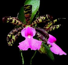 Rare cattleya aclandiae. for sale  NOTTINGHAM