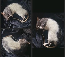 Tierpräparat taxidermy ausges gebraucht kaufen  Oschersleben (Bode)