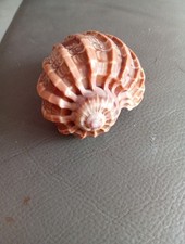Natural hermit crab for sale  SPALDING