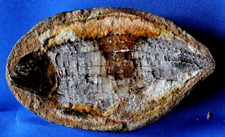 Australosomus poisson fossile d'occasion  La Roche-sur-Yon