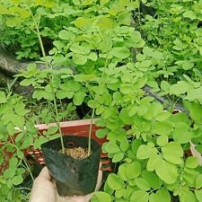 Moringa oleifera live for sale  Kerens