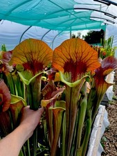 Sarracenia asbo giant for sale  BUDE