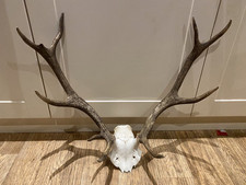 taxidermy horns for sale  BRIDGE OF ORCHY