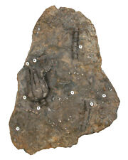 Triassic showpiece encrinus for sale  Shipping to United Kingdom
