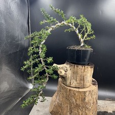 Ceanothus blue bonsai for sale Ceanothus blue bonsai for sale  HULL
