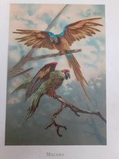 Macaws vintage print for sale  CANTERBURY