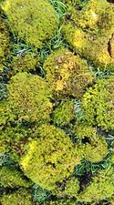 Lebendes moos sphagnum gebraucht kaufen  Pfaffenhofen a.d.Roth