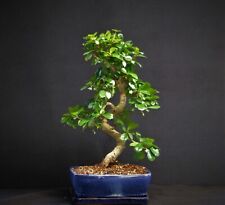 Large fukien tea for sale  Spring Hill