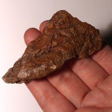 Triceratops eppocipital skull for sale  Isabel