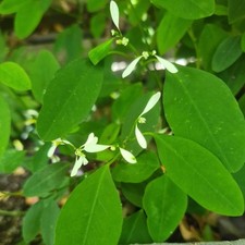 Euphorbia diamond frost for sale  ASHBY-DE-LA-ZOUCH