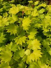 Japanese maple golden for sale  Woodburn