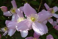 Clematis montana elizabeth for sale Clematis montana elizabeth for sale  MARCH