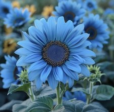 Enchanting vibrant blue for sale  TONYPANDY
