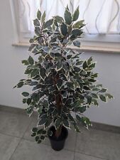 ficus benjamini baum gebraucht kaufen  Eschwege