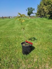 Red oak tree for sale  Greene