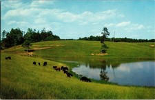 Black angus scottish for sale  Kansas City