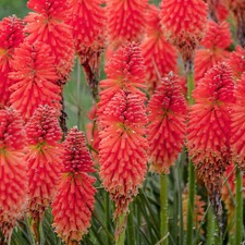 Kniphofia poco red for sale  UK
