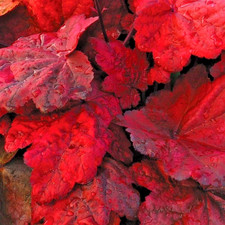Heuchera autumn leaves for sale Heuchera autumn leaves for sale  PRESTON