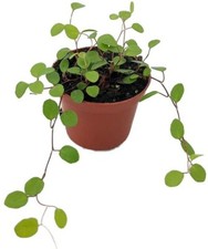 Muehlenbeckia biblical angel for sale  Wadsworth