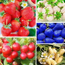 Types mix fruit for sale  Denver