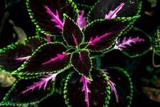 Coleus seeds rare for sale  Bourg