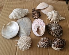 Natural shells lot for sale  STOKE-ON-TRENT