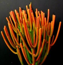 Firesticks euphorbia tirucalli for sale  San Dimas