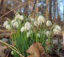 Rarität galanthus schneeglöc gebraucht kaufen  Erfurt