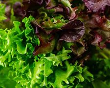 Lettuce seed babyleaf for sale  DEWSBURY