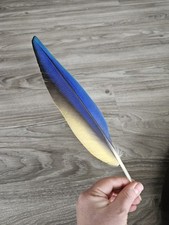 Blaue papageienfeder vogelfede gebraucht kaufen  Haarbach