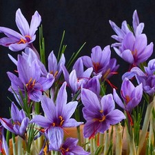 100 saffron plant for sale  Renton