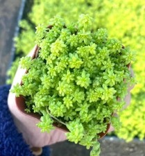 Sedum acre live for sale  Morgan Hill