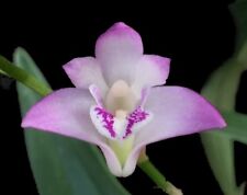 Dendrobium kingianum species for sale  Wylie
