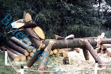 Hobby horse wood for sale  ROSSENDALE