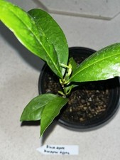 Black sapote diospyros for sale  Eustis