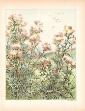 Stampa antica fiori usato  Lecco