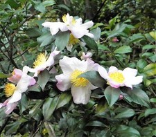 Tea plant black for sale  Massillon