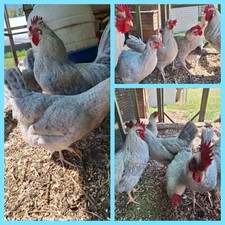 Opal legbar eggs for sale  BOSTON
