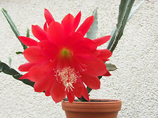 Schöner junger epiphyllum gebraucht kaufen  Mutterstadt