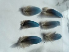 Parrot blue gold for sale  LARKHALL