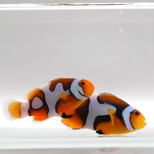 Onyx picasso clownfish for sale  North Hills