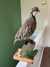Taxidermy large red for sale  WAKEFIELD