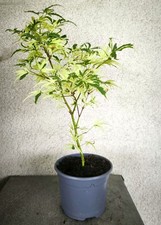Erable japon acer d'occasion  Gien