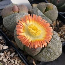 Pleiospilos nelii stone for sale  NORTHWICH