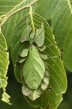 Giant malaysian leaf for sale  EXETER